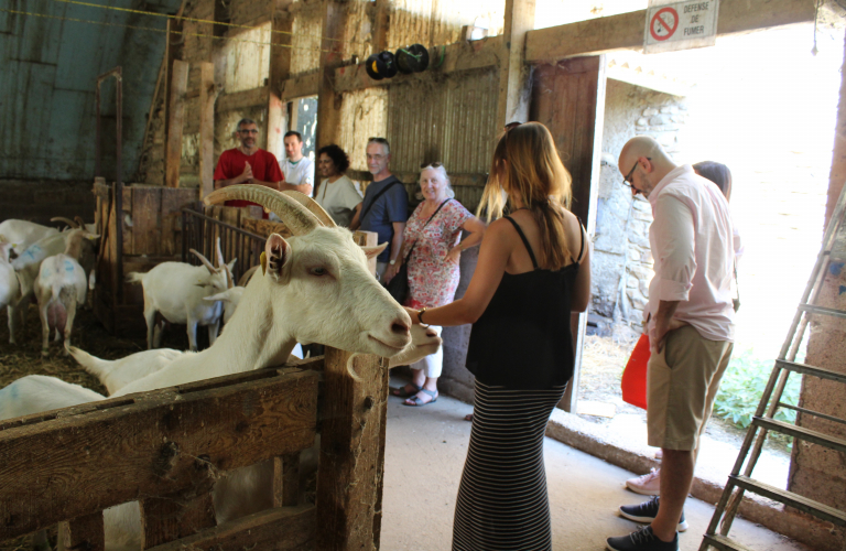 Visite d'une ferme de chvres du Pilat