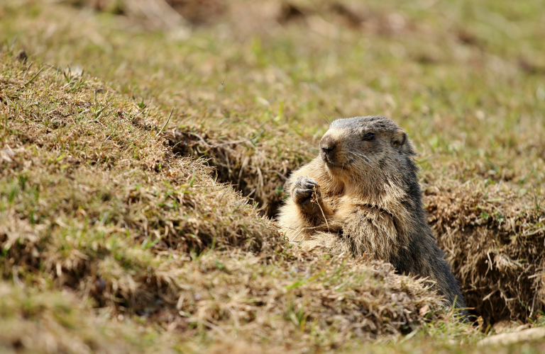 Rando Famille - A la rencontre des Marmottes