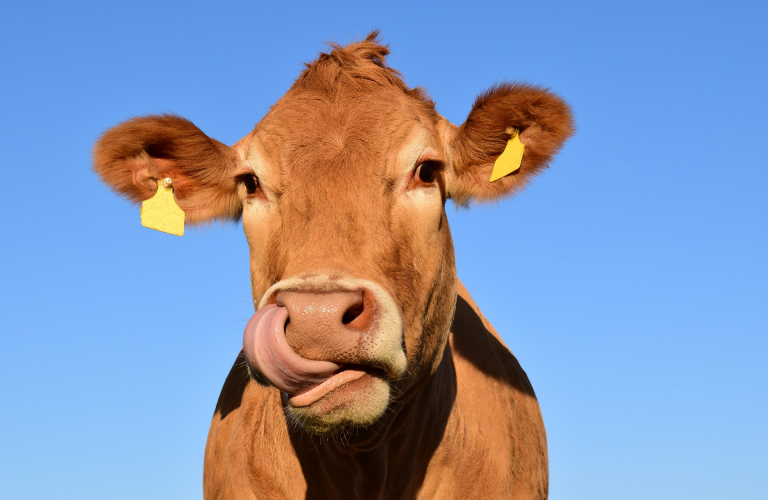 La Ferme de l&#039;Oie