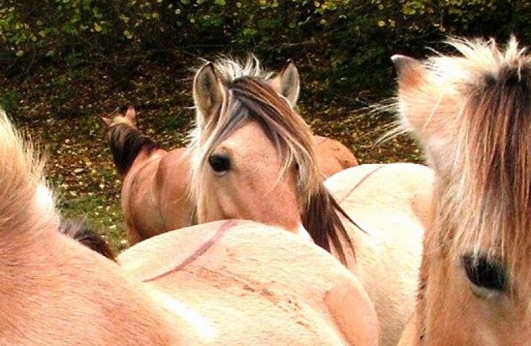 Balade à poney en main