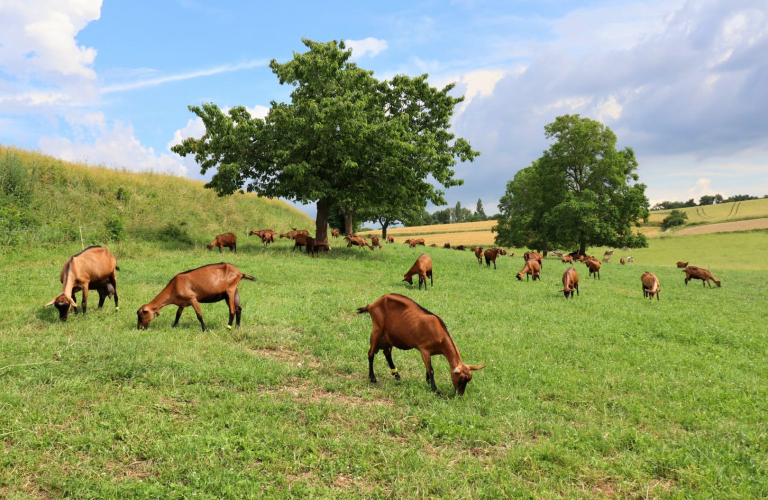 La Ferme des Bacholles