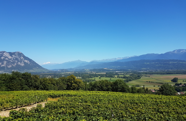 Randonnée Bellecombette à la rencontre des vignobles