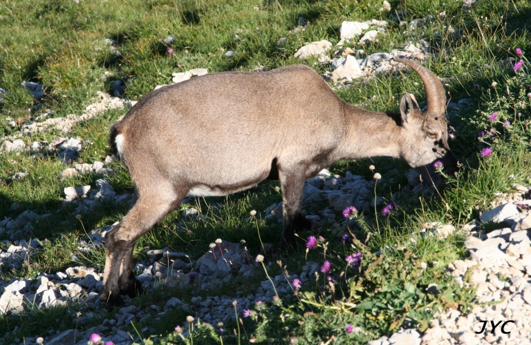 Bouquetin gourmand