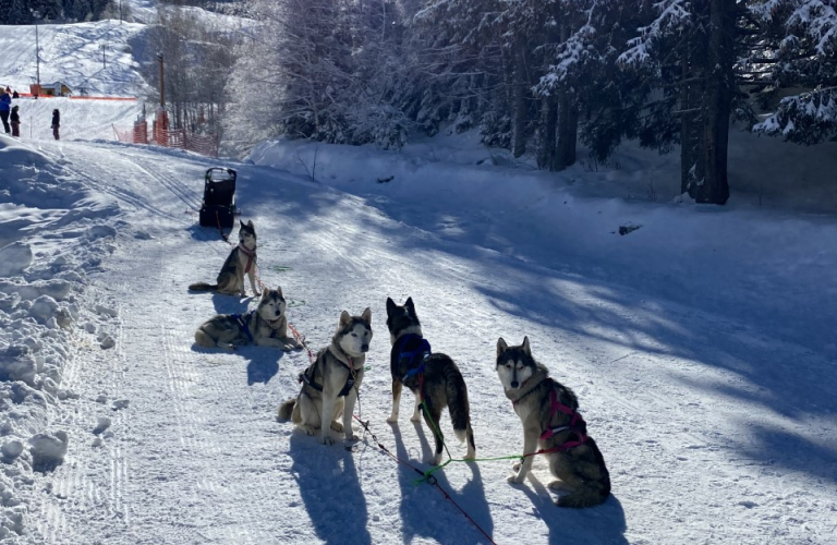 chiens de traineaux oz