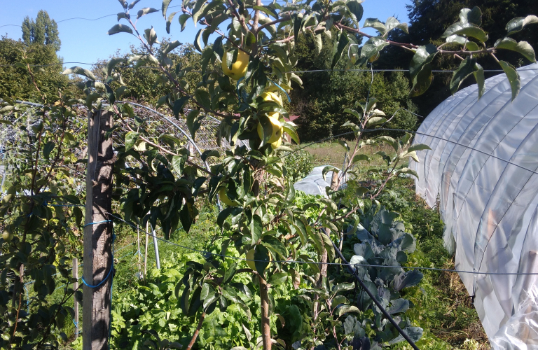 Le potager de Dantonnière