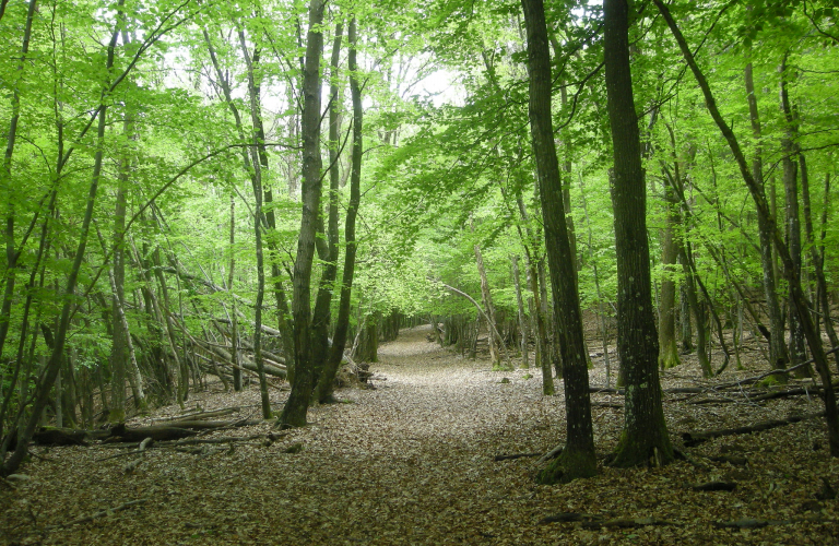 Bièvre Isère - Petit tour en Forêt de Chambaran