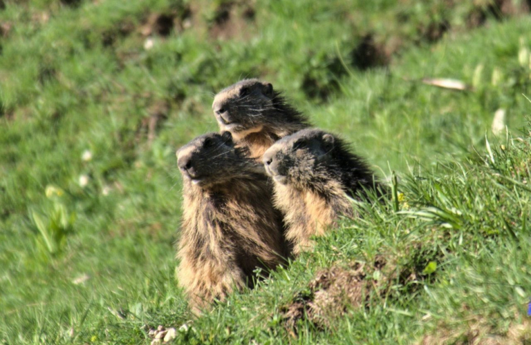 Les animaux du Vercors