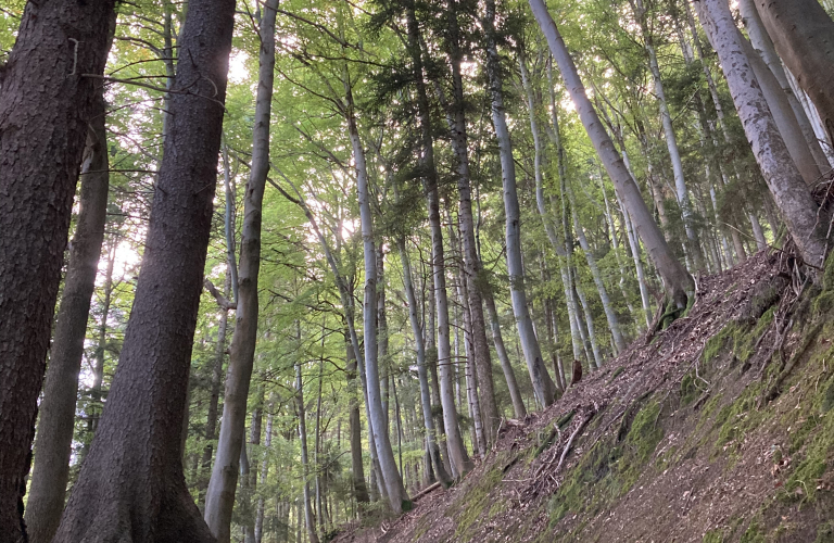 A travers bois entre Le Raffour et Sardonne - Rando