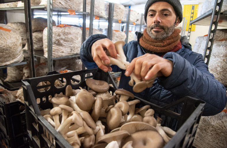 Les Champignons du Trièves