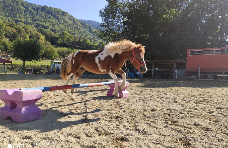 Cours d&#039;équitation cheval et poney au Poney club le  Manège enchanté