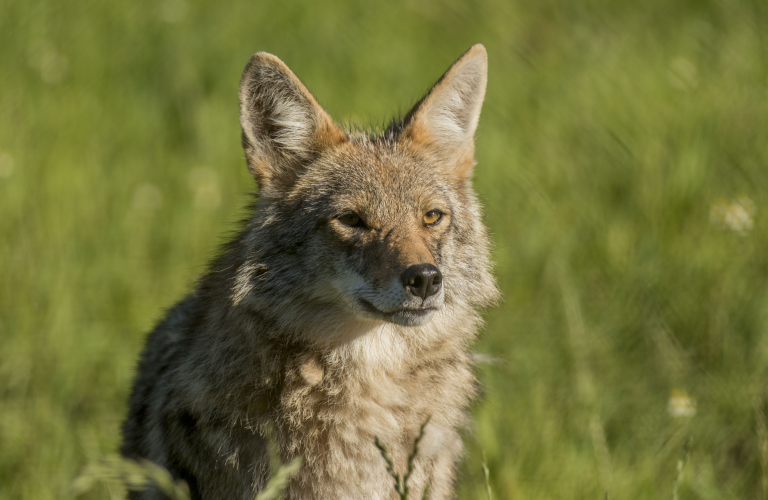 Nouveauté 2024 : Entrez sur le territoire des coyotes au Domaine des Fauves