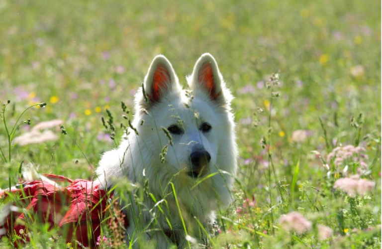 Randonnée canine