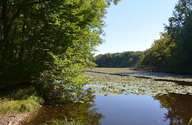 Etang de Malseroud