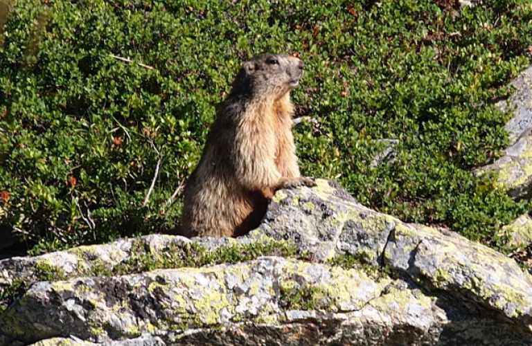 Photo marmotte Chamrousse