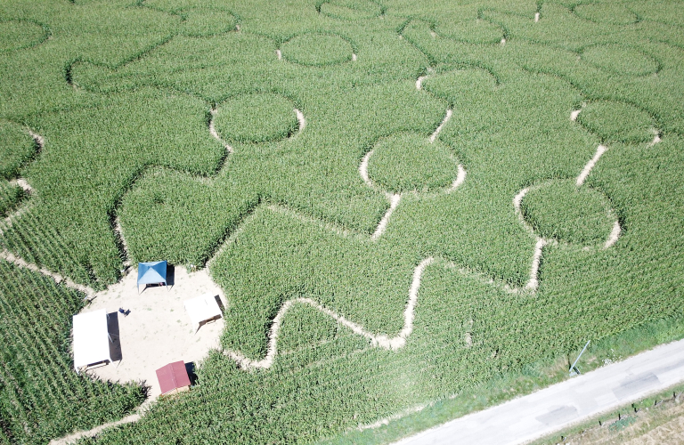 Labyrinthe géant de maïs