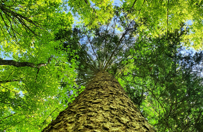 Bain de forêt et marche en pleine conscience - Taqawan