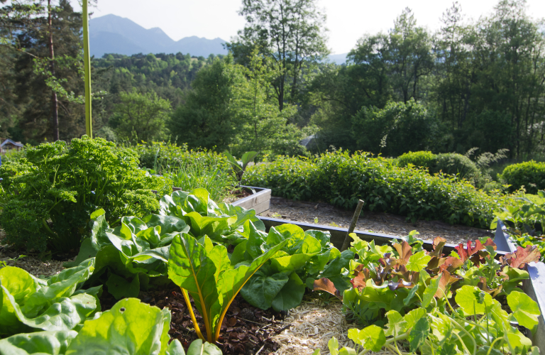 Stage Terre Vivante :  Eco Jardin Integrale