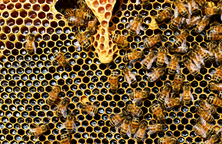 Atelier découverte des abeilles et du rucher - Les Façonnarts