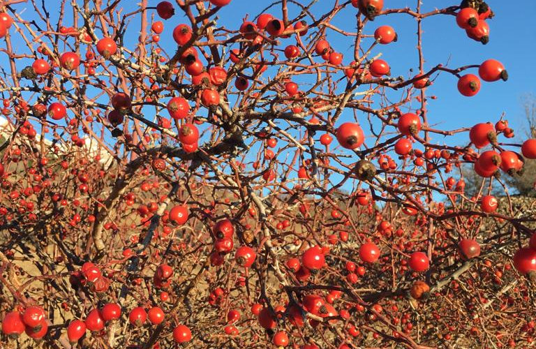 Fruits sauvages d'automne