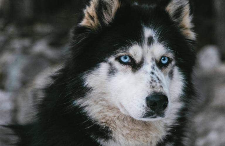 Baptêmes en chiens de traineau