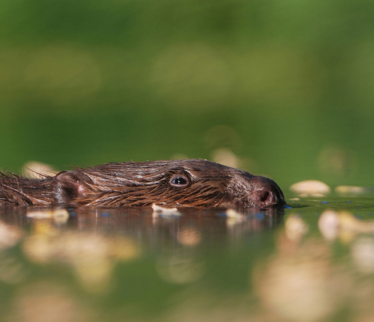 7 animaux aquatiques