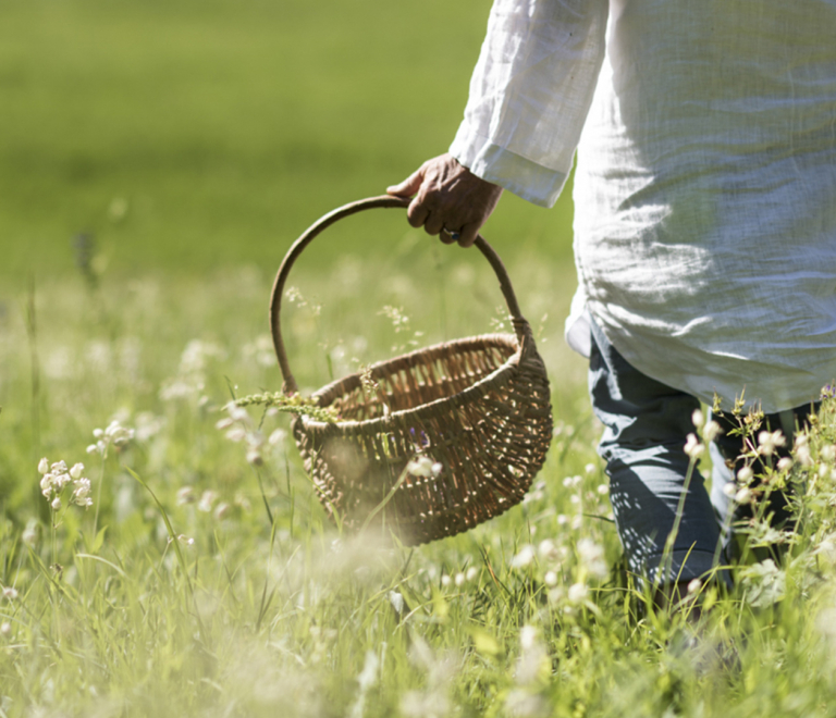 Fleurs sauvages, du pré à l&#039;assiette