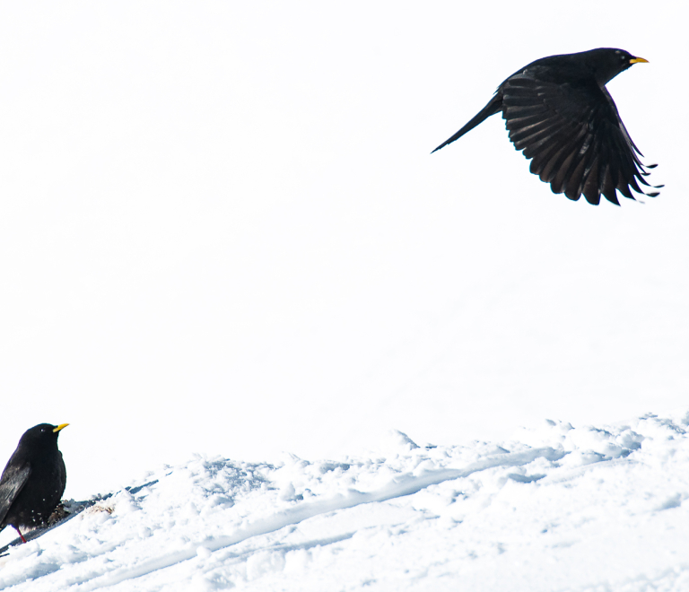 Les traces d&#039;animaux dans la neige