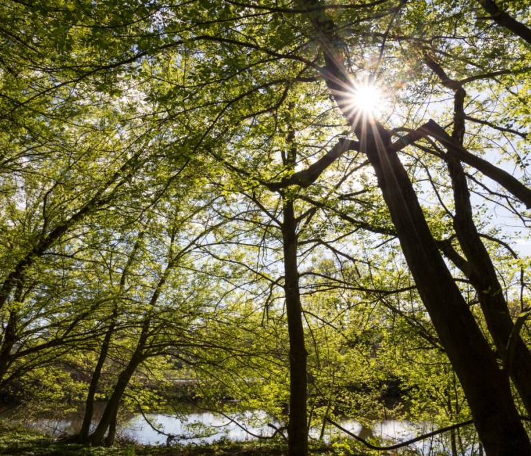 Réserve naturelle de l&#039;Ile de la Platière