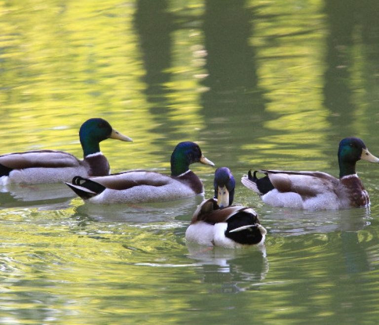 Etang Les Essarts