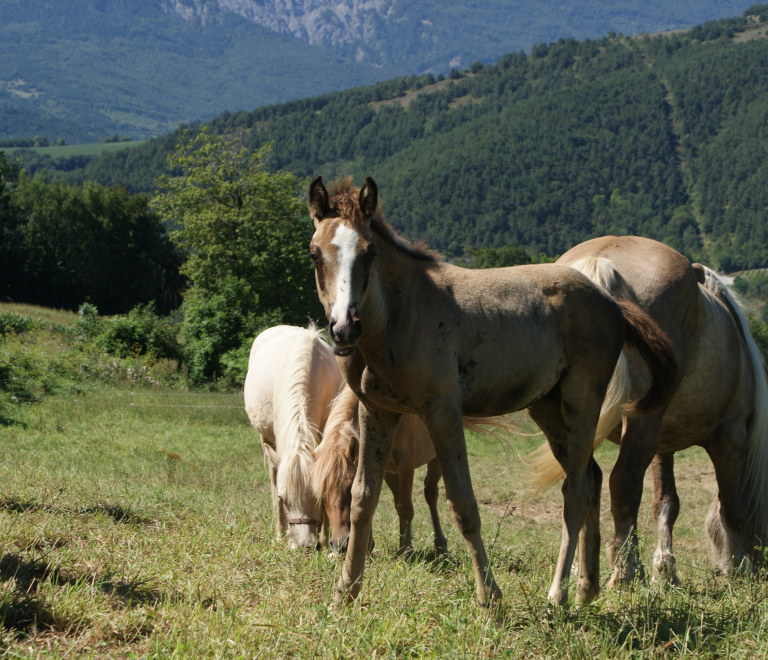 Espace questre du Trives