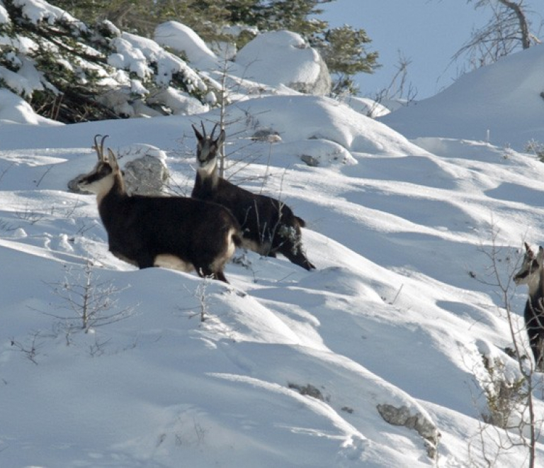 Randonnée Hivernale (raquettes ou à pied) &quot;Les animaux en hiver&quot;