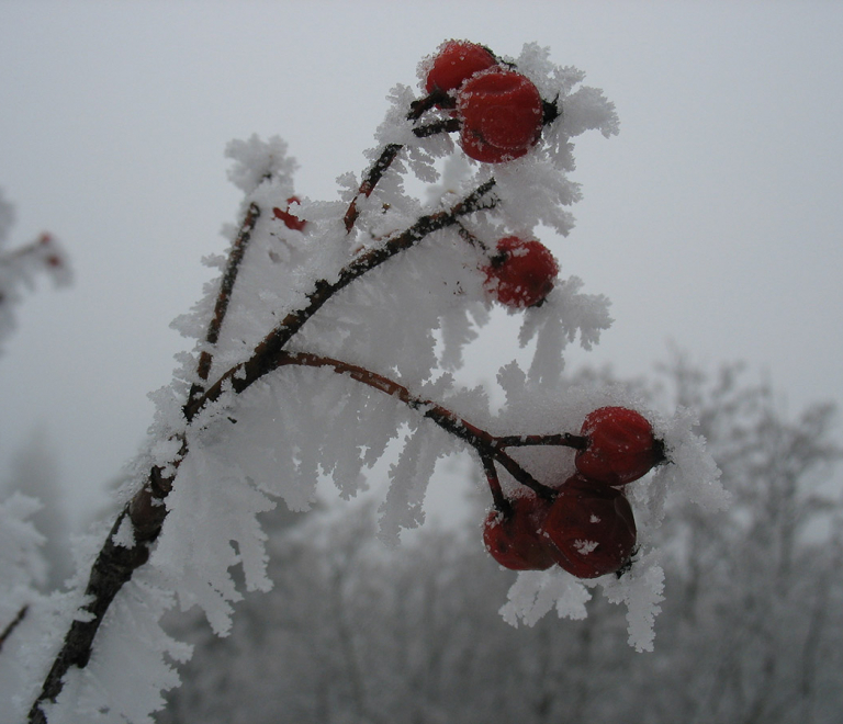 Randonnée Hivernale (raquettes ou à pied) &quot;Découverte nature&quot;