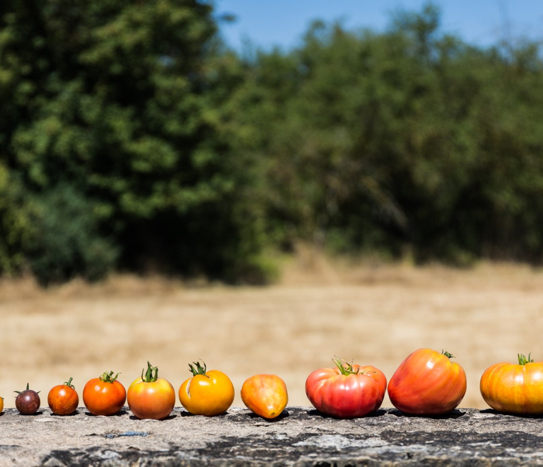 Tomates