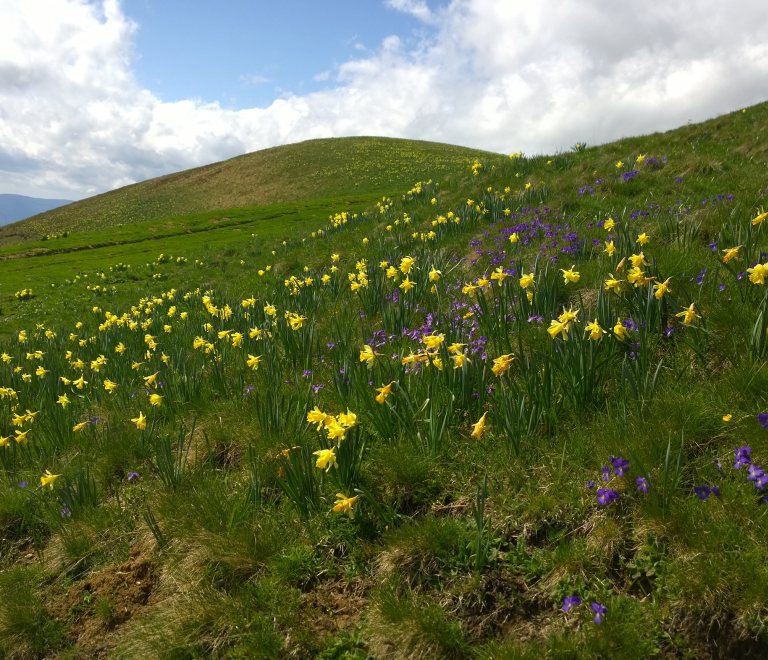 Photo jonquilles