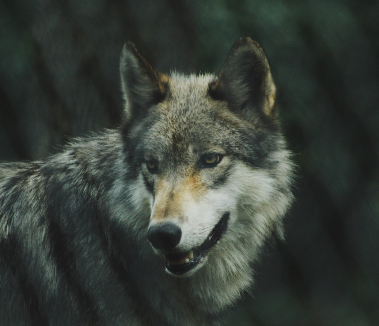Sur les traces des loups