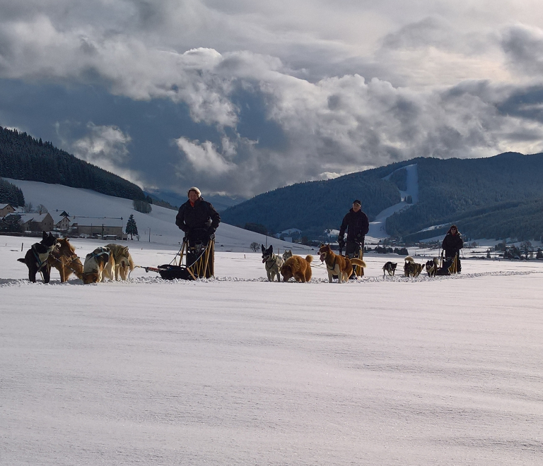 Rêve arctic - chien de traîneau