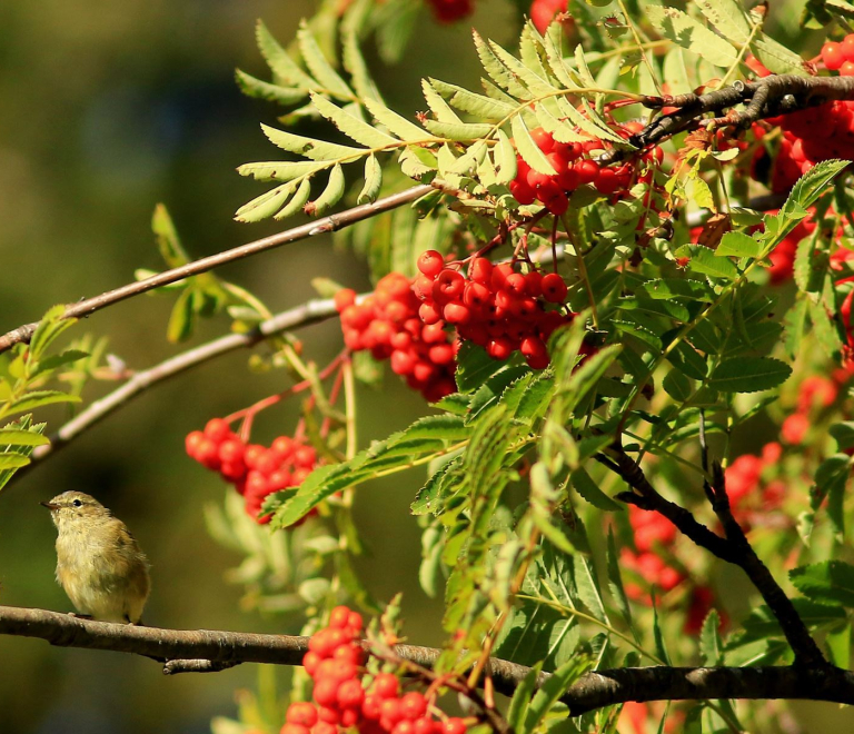 Apprendre les plantes de montagne