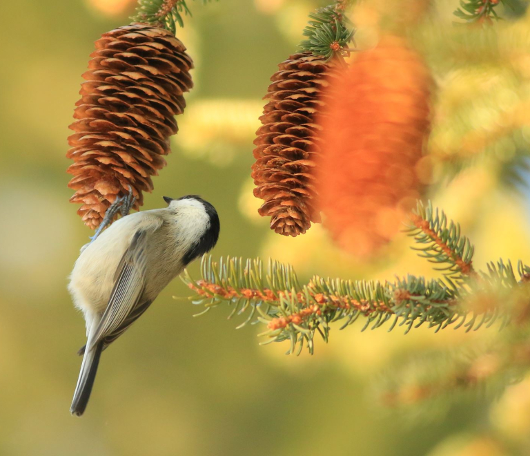 Reconnatre les oiseaux de montagne Chamrousse