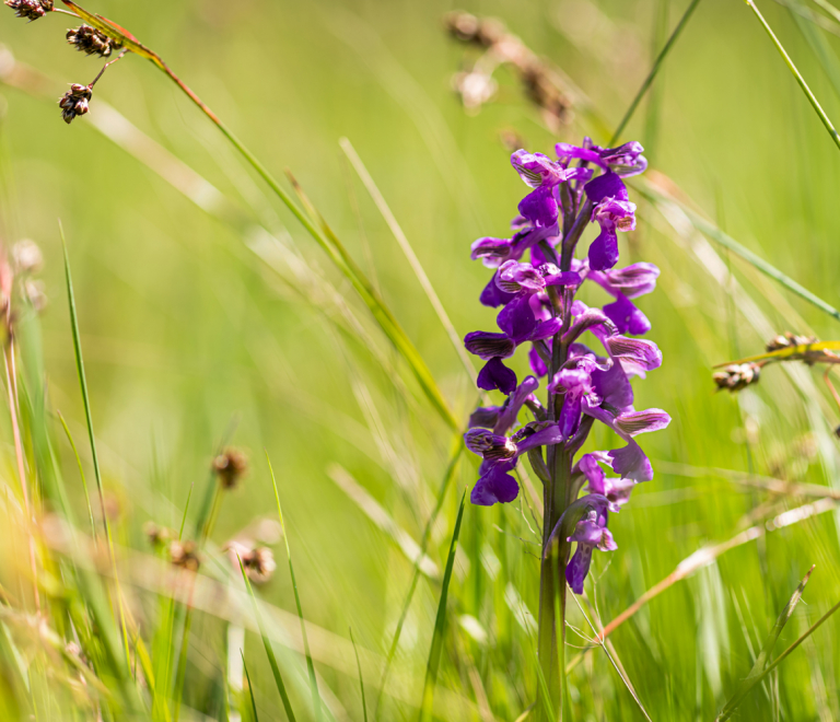 Randonnée pédestre les orchidées de Montgeard