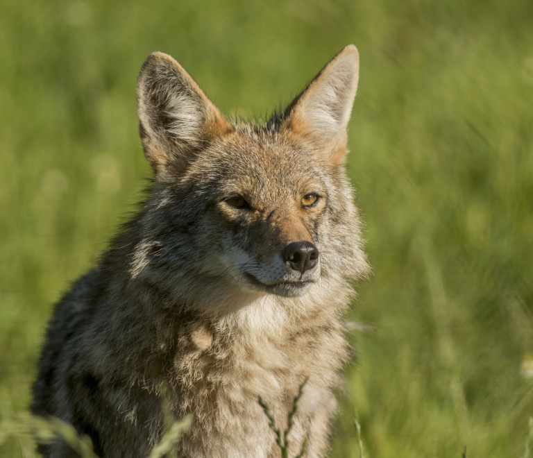 Nouveauté 2024 : Entrez sur le territoire des coyotes au Domaine des Fauves