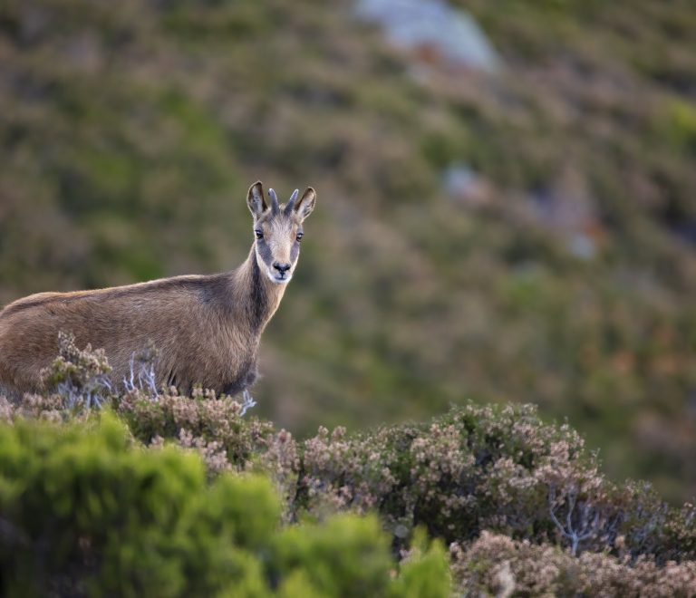 Chamois