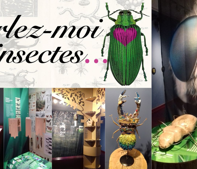 Exposition &quot;Parlez moi d&#039;insectes...&quot;