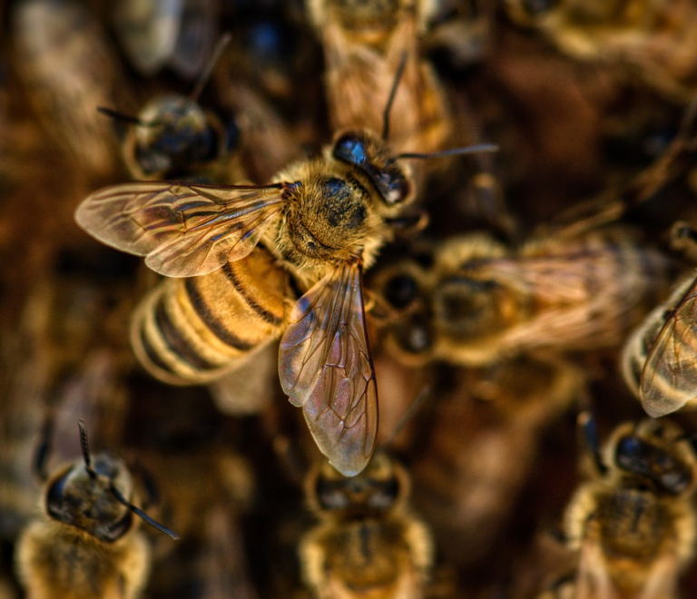 Randonnée apiculture