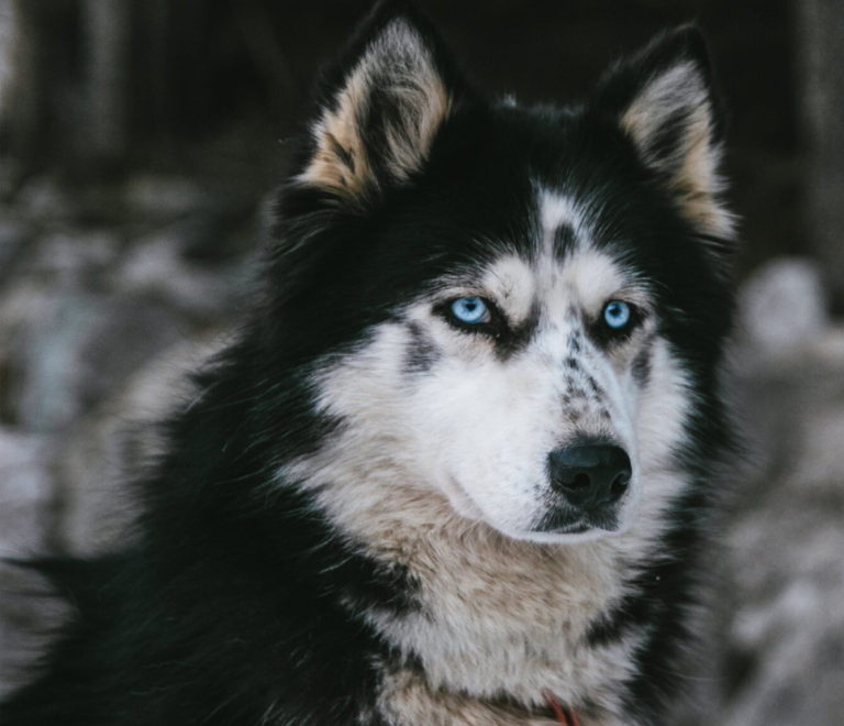 Baptêmes en chiens de traineau