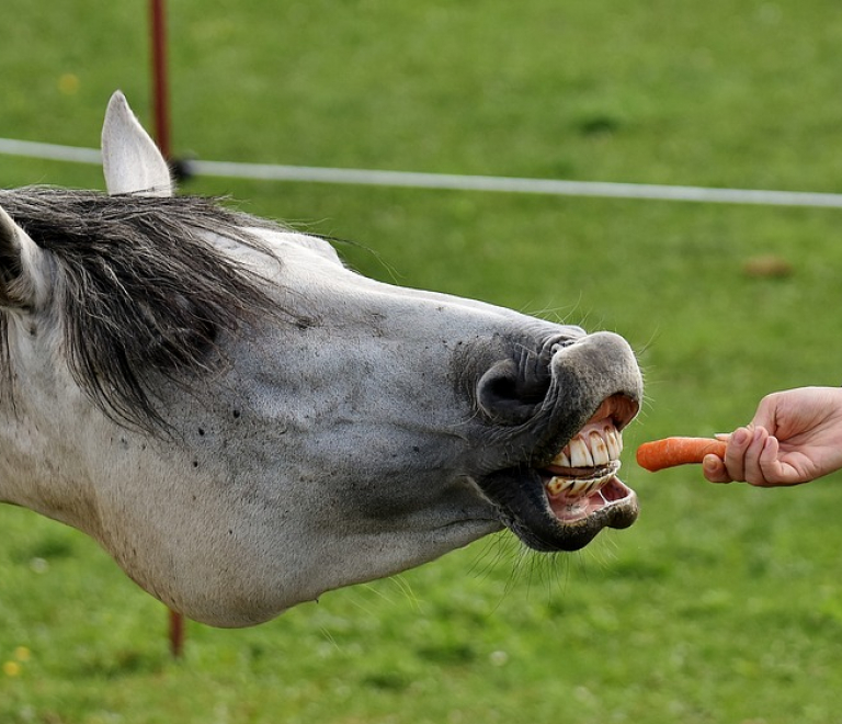 Haras de Valy