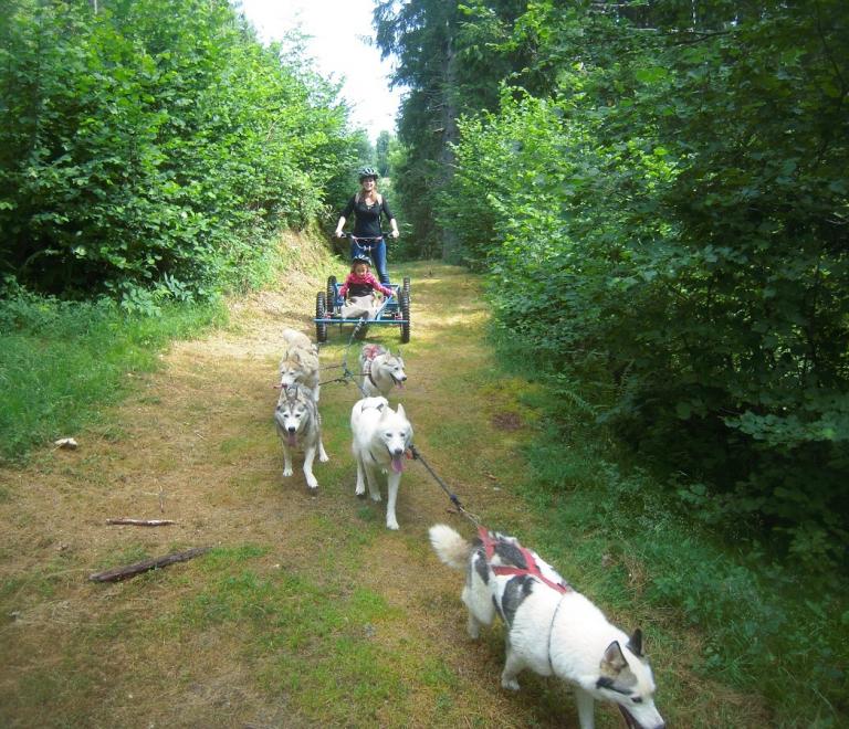 A la découverte du monde des chiens polaires