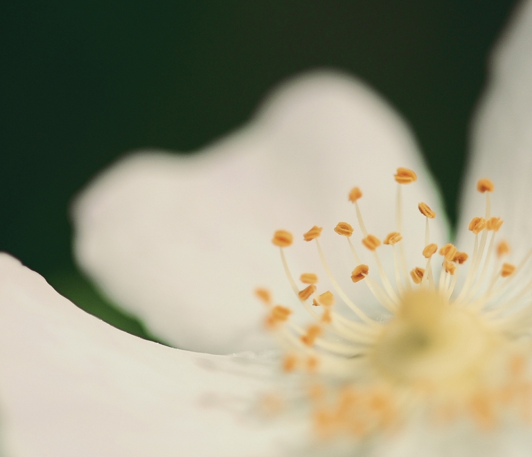 Des élixirs floraux pour harmoniser nos émotions